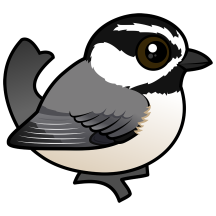 Mountain Chickadee