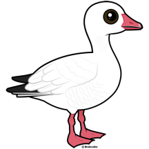 Snow Goose
