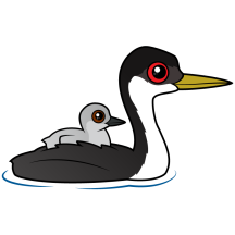 Western Grebe