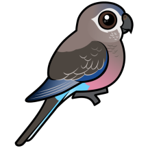 Bourke's Parrot