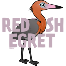 Jumbo Reddish Egret