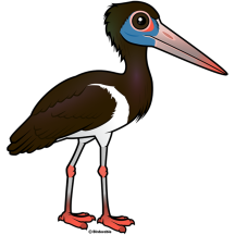 Abdim's Stork