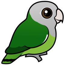 Gray-headed Lovebird
