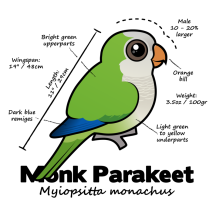 Monk Parakeet Statistics