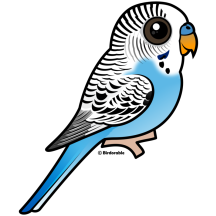 Cute Blue Budgie