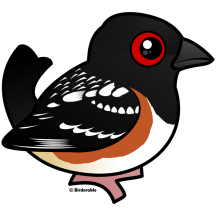 Spotted Towhee