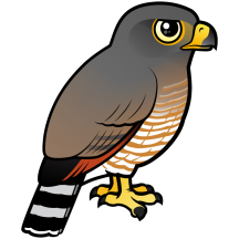 Roadside Hawk