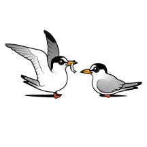 Least Tern Love