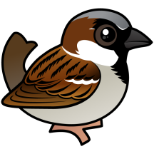 House Sparrow