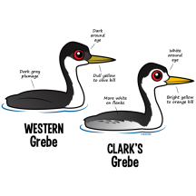 Grebe vs Grebe