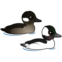 Bufflehead Pair