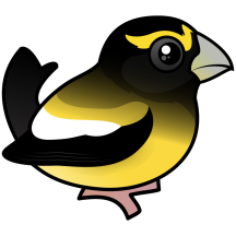 Evening Grosbeak