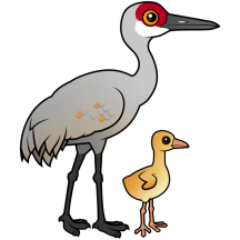 Sandhill Crane with Chick
