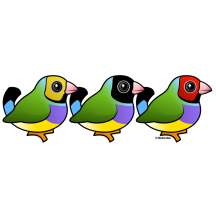 Three Gouldian Finches