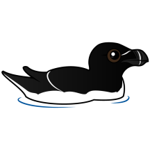 Swimming Razorbill, breeding