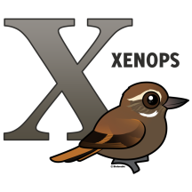 X is for Xenops