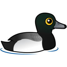 Greater Scaup