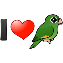 I Love Golden-winged Parakeets