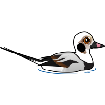 Long-tailed Duck