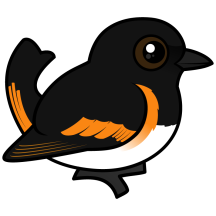 American Redstart