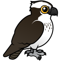 Osprey