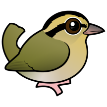 Worm-eating Warbler