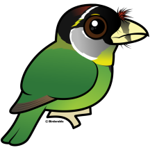 Fire-tufted Barbet