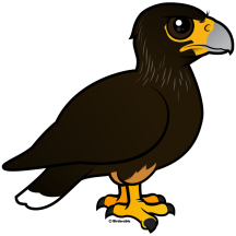 Striated Caracara