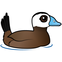 White-headed Duck