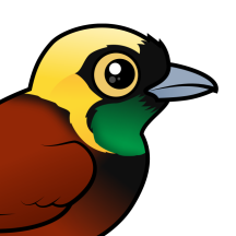 Birds of Paradise