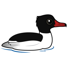 Common Merganser