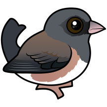 Pink-sided Dark-eyed Junco