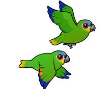 Orange-winged Parrots in Flight
