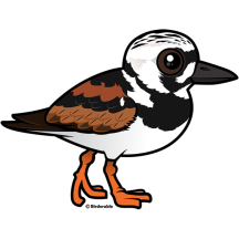 Ruddy Turnstone