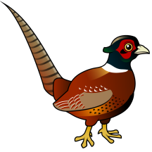 Common Pheasant