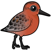 Red Knot