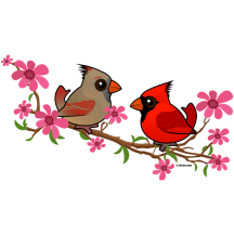 Northern Cardinals on Blossom Branch