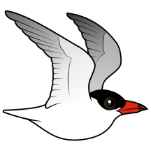 Caspian Tern in flight