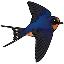 Flying Barn Swallow
