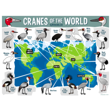 Cranes of the World