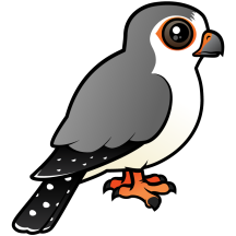 African Pygmy Falcon