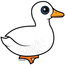 Pekin Duck