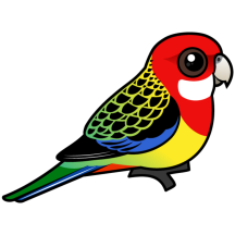 Eastern Rosella