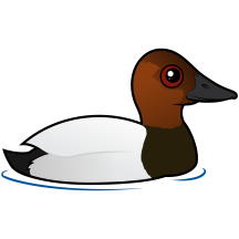 Canvasback