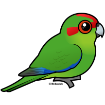 Red-crowned Parakeet