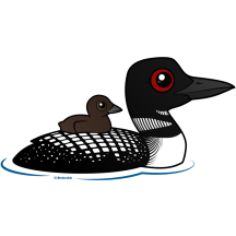 Loon with chick