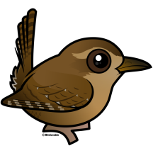 Pacific Wren