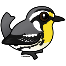 Yellow-throated Warbler