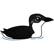 Scripp's Murrelet