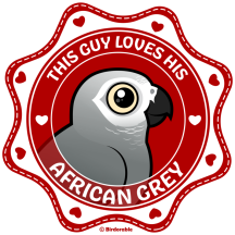 This Guy Loves His African Grey
